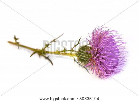 Thistle
