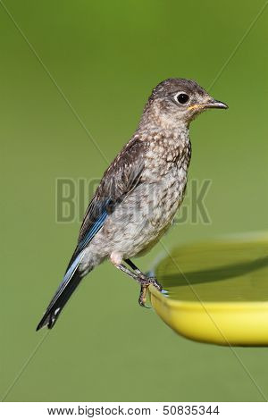 Baby Eastern Bluebird