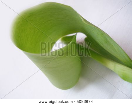 Spiral Of Life