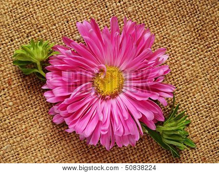 Aster On Canvas Background