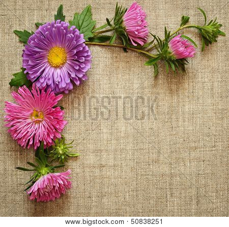 Asters Composition On Canvas Background
