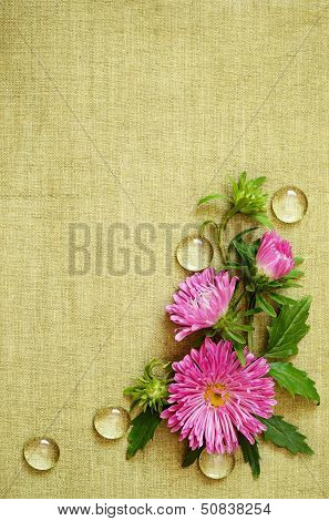 Pink Asters Composition