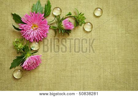 Pink Asters Composition