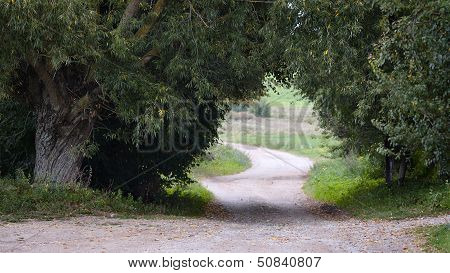 Coutry Road Under Old Green Willows