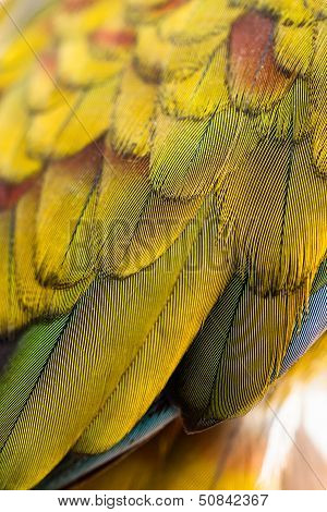 Colorful Macaw Plumage Closeup