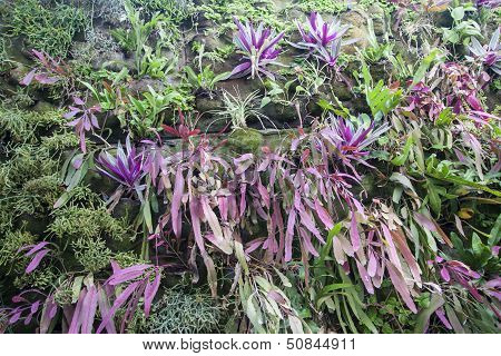 Plant wall