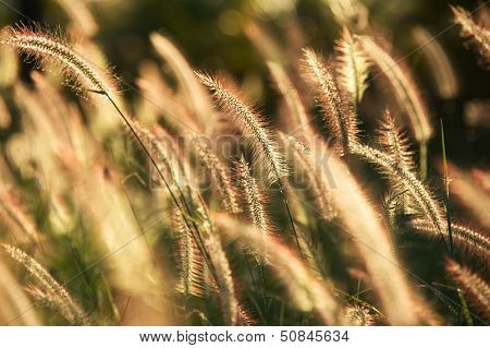 Sunlight Behind Tropical Grass.