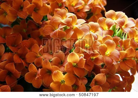 Beautiful Flower Of Kalanchoe.