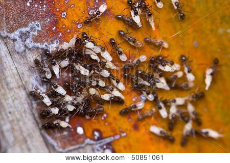 Ant & Eggs