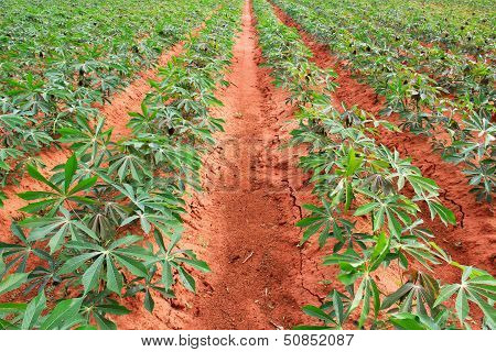Cassava