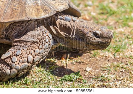 Sulcata Tortoise