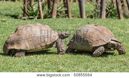 Sulcata Tortoise