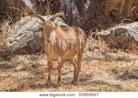 Barbary Sheep
