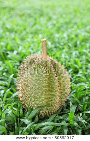 Durian