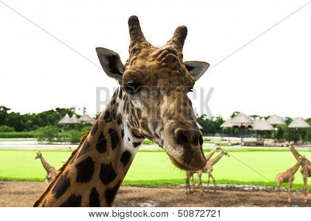 Giraffe