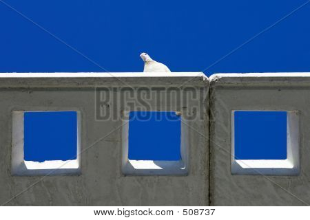Abstraktní záběr bílý Pidgeon
