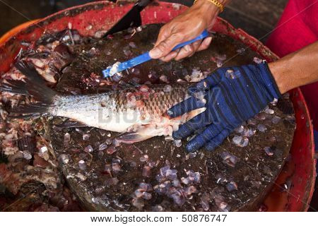Knitted Fish