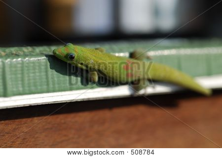 Gecko op tafel