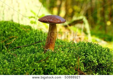 Forest Mushroom Bay Bolete In A Green Moss