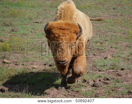 White bison walking