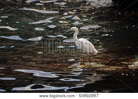 Snowy Egret In Florida