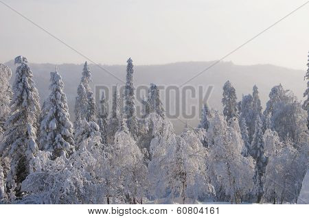 Winter forest