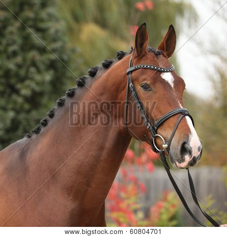 Nice Big Horse With Perfect Hair Style