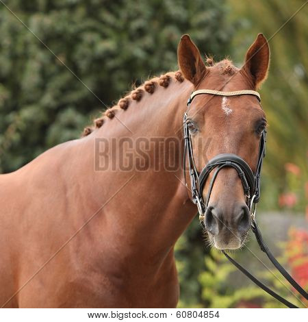 Nice Big Horse With Perfect Hair Style