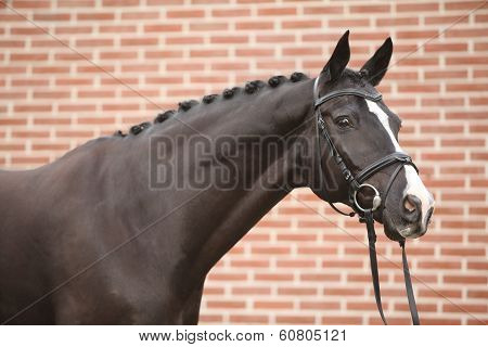 Nice Big Horse With Perfect Hair Style