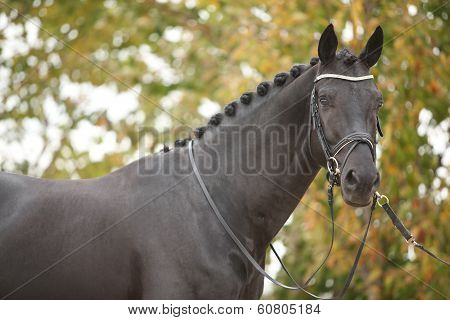 Nice Big Horse With Perfect Hair Style