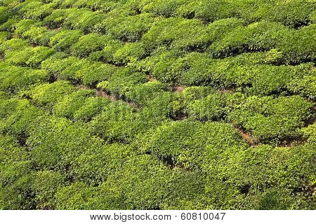 Green Tea Bush Background