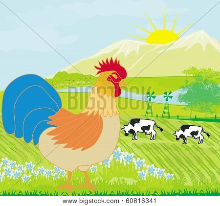 Rural Landscape With Roster And Cows