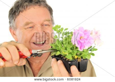 Semenáč švestky nurseryman