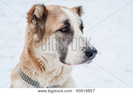 Red dog watches