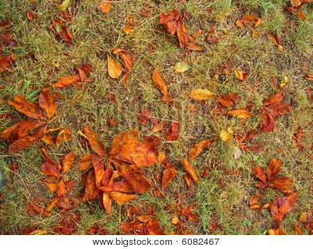 Autumn Leaves