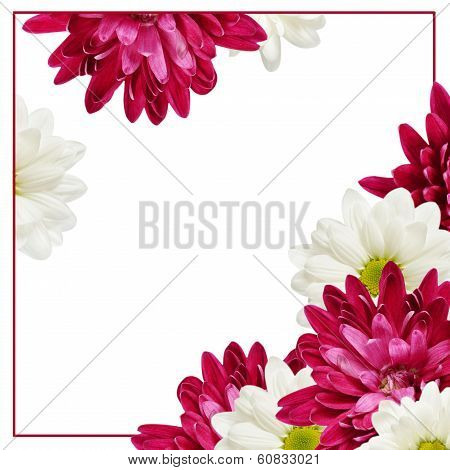 Aster Flowers And Frame