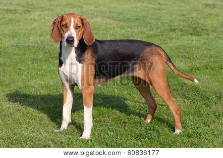 Portrait Of  Hamilton Scenthound In A Garden