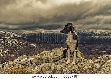 Border Collie Dog Sitting On Rock With Snow Covered Mountains In Background