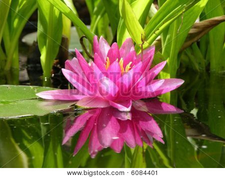 Lily