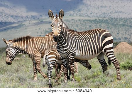 3 Zebra's