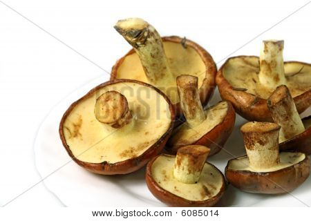 Varietà di Jack scivoloso funghi commestibili (Suillus Luteus)