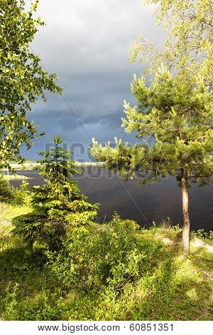 In the young forest ashore lake