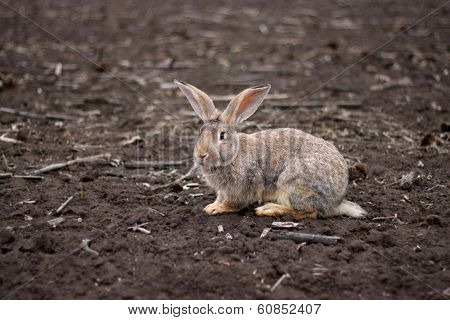 Gray Rabbit In The Field