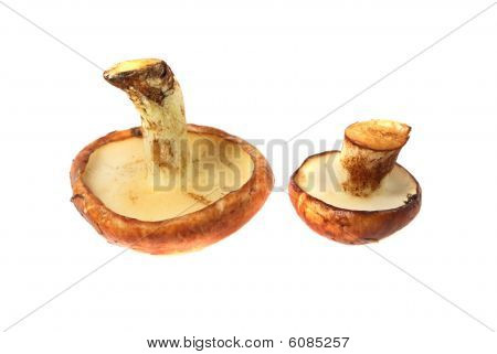 Varietà di Jack scivoloso funghi commestibili (Suillus Luteus)