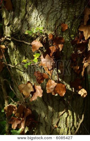 Ivy serpentant autour de tronc d'arbre en automne