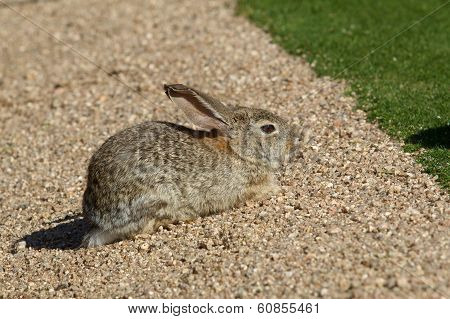 Desert Cottontail Rabbit