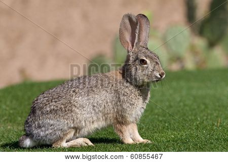 Desert Cottontail Rabbit