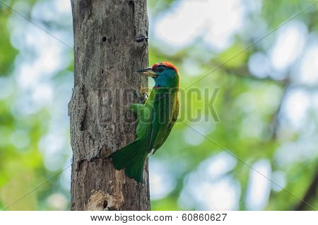 Blue-throated Barbet (megalaima Asiatica)