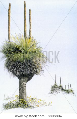 Grasstree