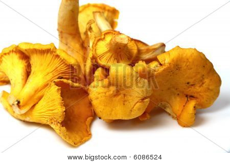Række spiselige svampe kantarel (Cantharellus Cibarius)